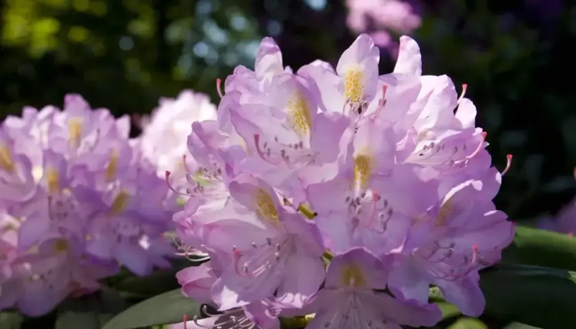 Piękne, fioletowe kwiaty rododendronu. Kiedy sadzić rododendron? Najlepiej wiosną lub jesienią, by zapewnić mu dobre ukorzenienie.