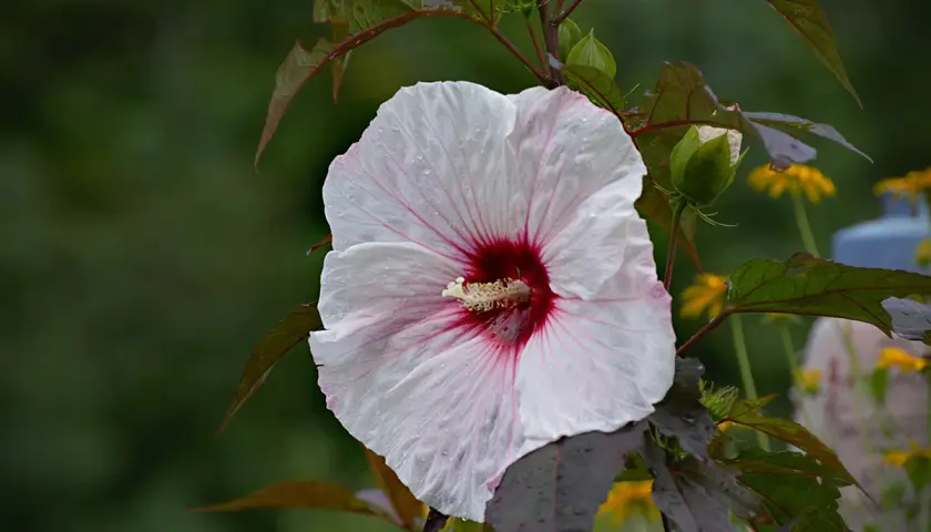 Piękny, biały hibiskus bagienny z bordowym środkiem, pokryty kroplami deszczu. Jego uprawa w ogrodzie to prawdziwa ozdoba.