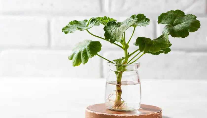 Dłonie sadzą młodą pelargonię do doniczki. To prosty sposób, jak zrobić sadzonki pelargonii, by cieszyć się ich pięknem.
