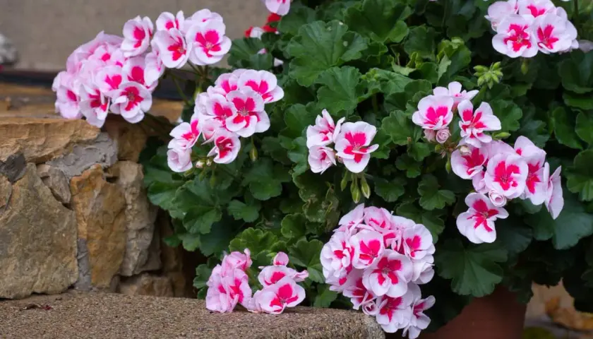 Pelargonie w donicy, kwitnące na różowo i biało, rosną w żyznej ziemi do pelargonii.