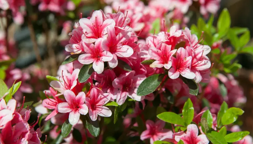 Kwitnący rododendron w pełnym rozkwicie, jego różowo-białe kwiaty tworzą barwną plamę na tle zielonych liści.