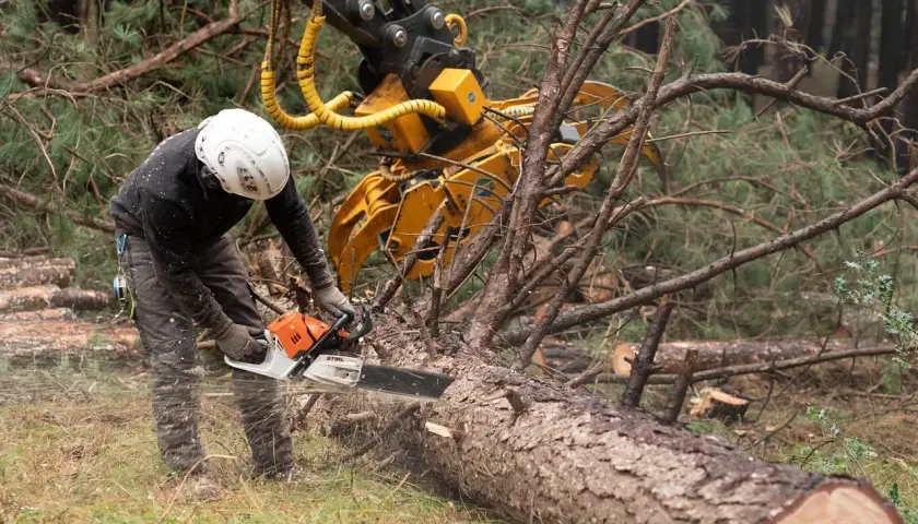 Drwal w kasku i z piłą łańcuchową tnie powalone drzewo, w tle maszyna leśna.