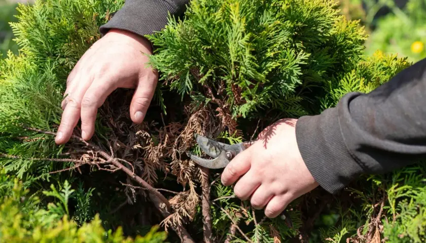 Dłonie przycinają uschnięte gałęzie tui. Sprawdź, jaka jest przycinanie tui cena i zadbaj o swój ogród.