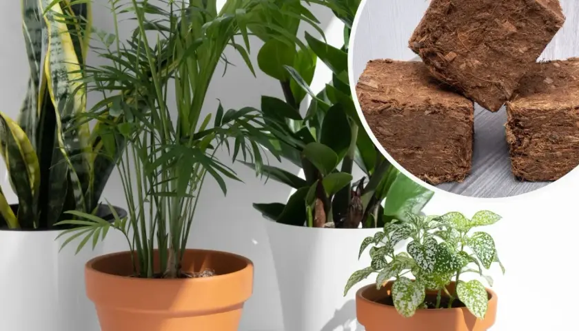 Zdrowe rośliny doniczkowe rosną w żyznej ziemi kokosowej. W rogu widać sprasowane kostki tego naturalnego podłoża.