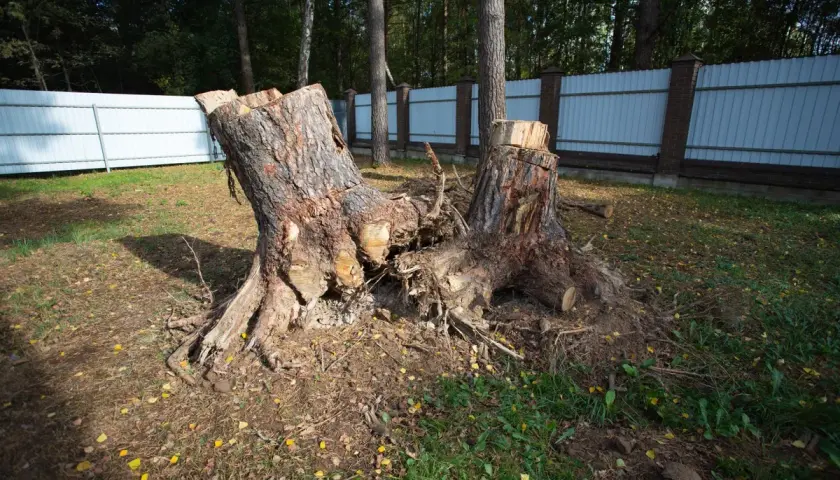 Kara za wycięcie drzewa: ile zapłacisz? Sprawdź przepisy