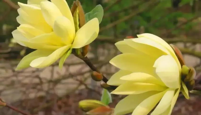 Dwie delikatne, żółte magnolie rozkwitają na gałęziach, zapowiadając wiosnę.