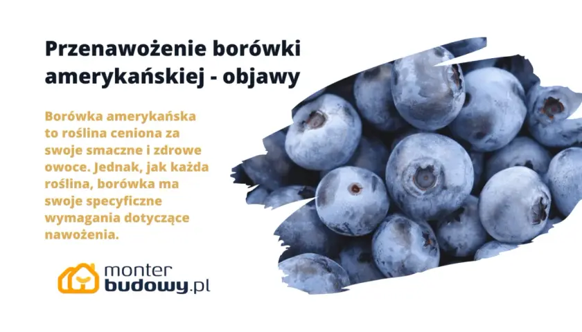Objawy przenawożenia borówki amerykańskiej. Zdjęcie przedstawia zbliżenie na dojrzałe, niebieskie owoce borówki.
