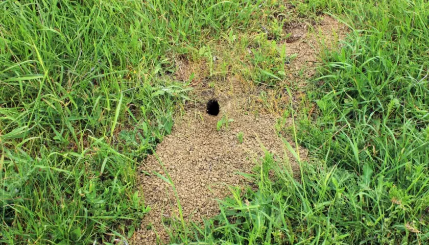 Oto jak wygląda kopiec karczownika: niewielki otwór w ziemi otoczony usypiskiem drobnych kamyczków i ziemi, pośród bujnej, zielonej trawy.