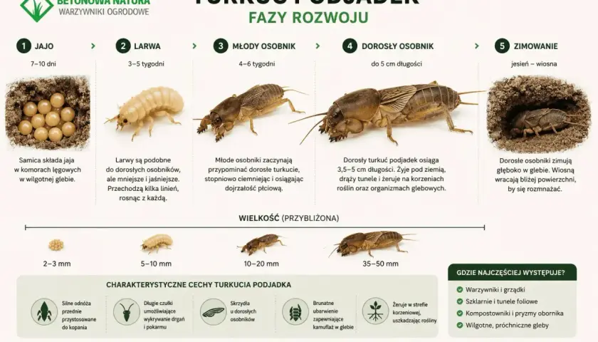 Turkuć podjadek: od jaja do dorosłego osobnika. Poznaj jego fazy rozwoju, cechy i miejsca występowania.