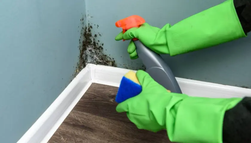 Ręce w zielonych rękawiczkach rozpylają środek na pleśń na ścianie i szorują ją gąbką.