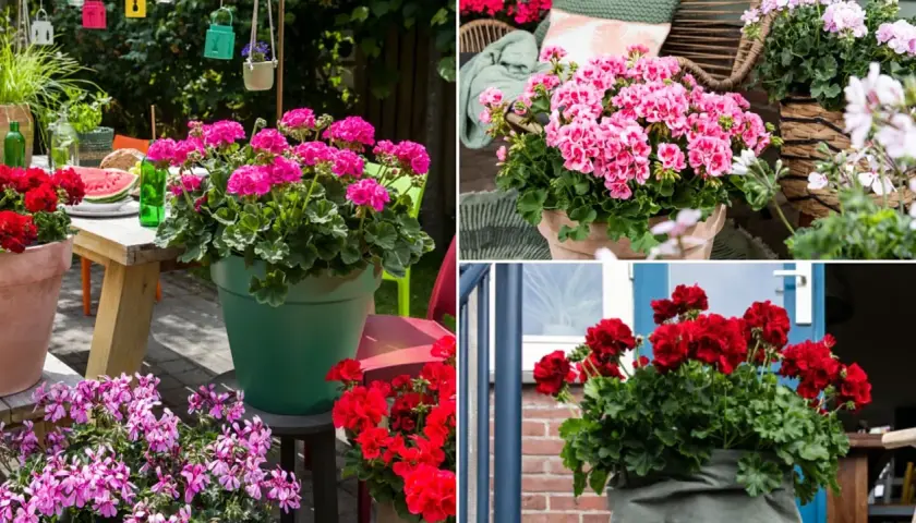 Pelargonia Calliope w donicach zdobią taras i wejście do domu. Krwistoczerwone i różowe kwiaty tworzą barwne kompozycje.