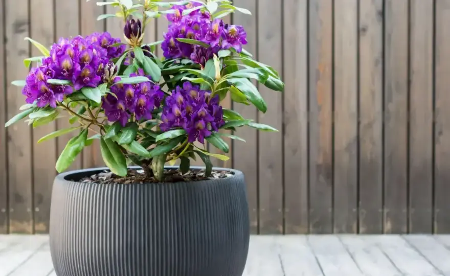Rododendron uprawa - Jak dbać, by kwitł co roku?