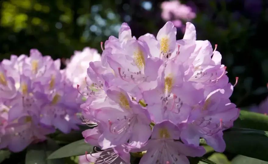 Kiedy sadzić rododendrony? Uniknij błędów – Poradnik
