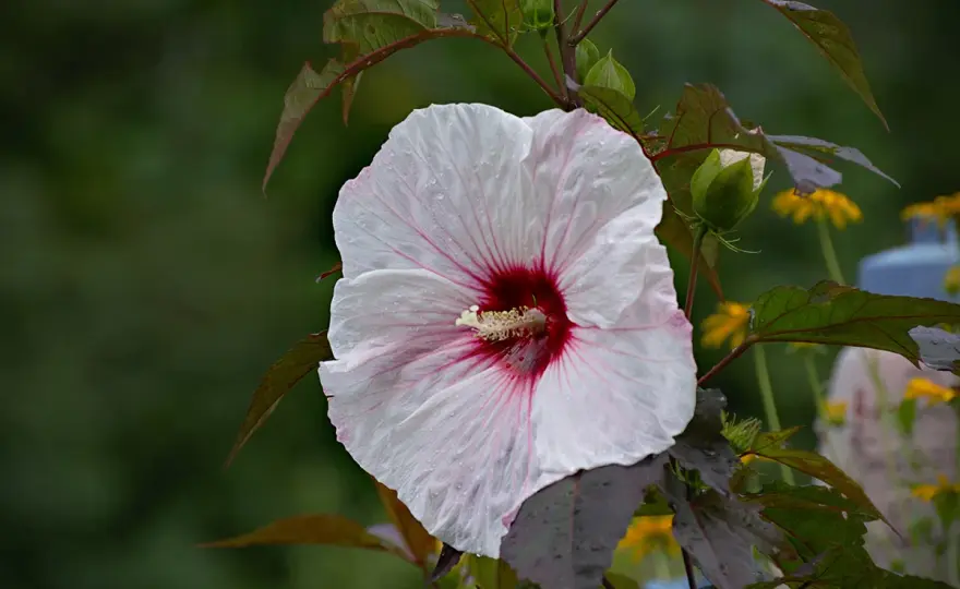 Hibiskus bagienny - Uprawa, cięcie i zimowanie bez błędów