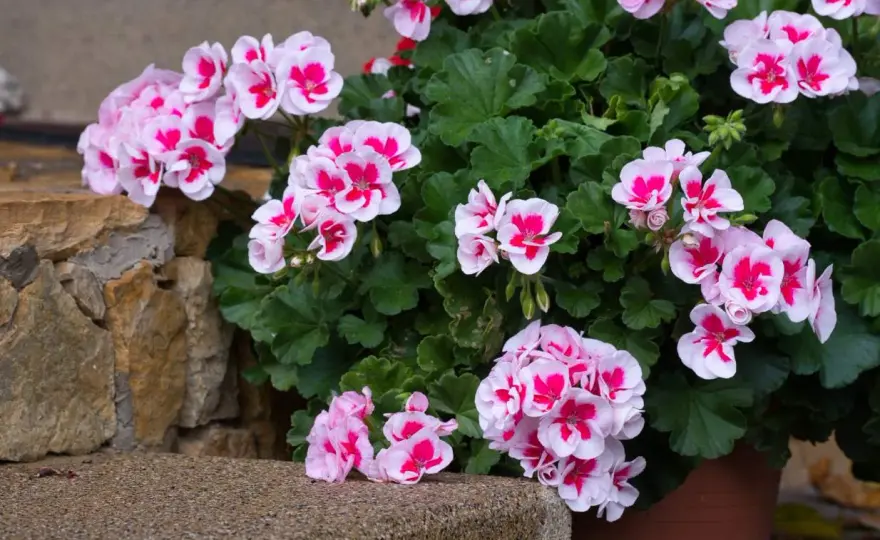 Ziemia do pelargonii - Wybierz najlepszą i ciesz się kwitnieniem!