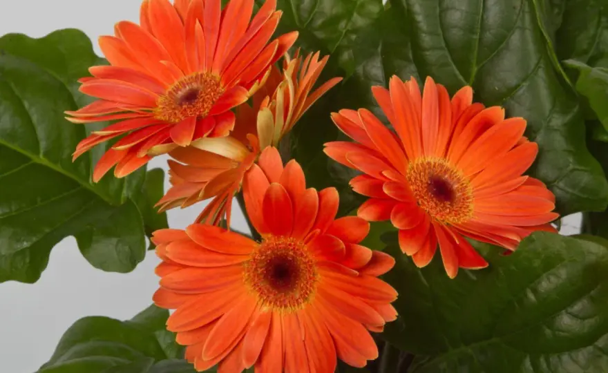 Gerbera w domu - Jak dbać, by kwitła długo? Poradnik!