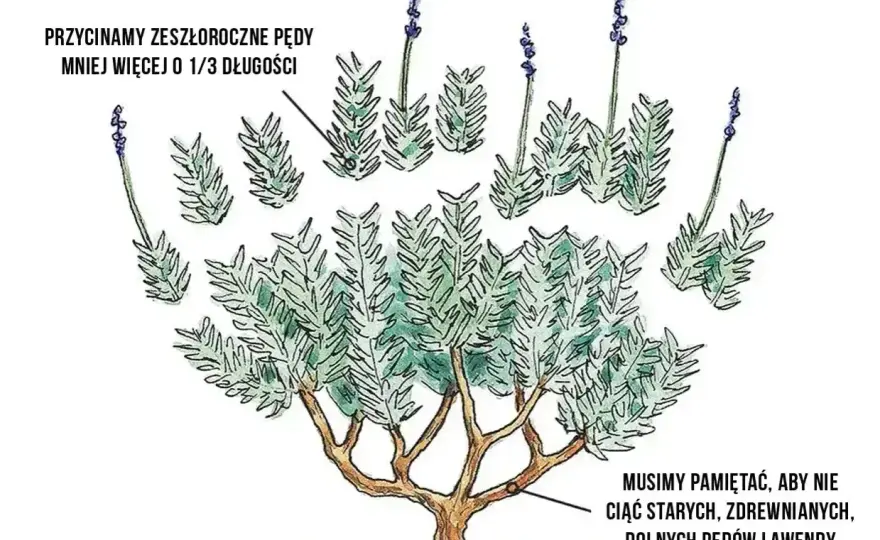 Kiedy przycinać lawendę? Terminy i błędy - Poradnik