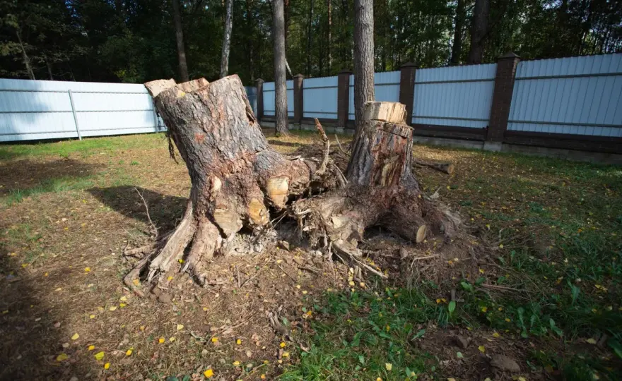 Kara za wycięcie drzewa: ile zapłacisz? Sprawdź przepisy