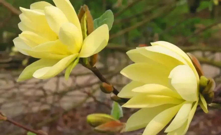 Żółta magnolia - Wybierz odmianę i uniknij błędów!