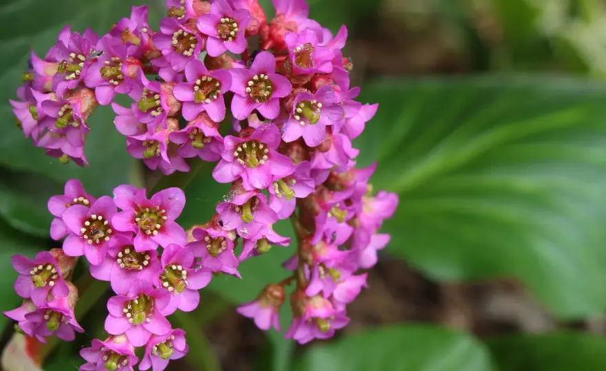 Bergenia sercolistna - uprawa i pielęgnacja bez błędów
