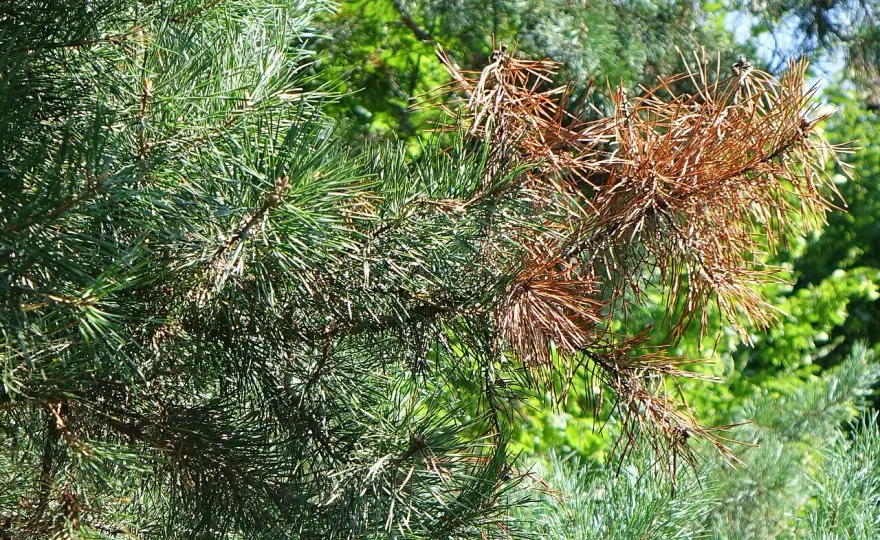 Osutka sosny - Jak rozpoznać i skutecznie zwalczyć chorobę igieł?