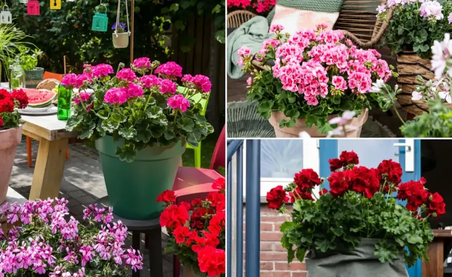 Pelargonia Calliope - Uprawa, pielęgnacja i zimowanie bez błędów
