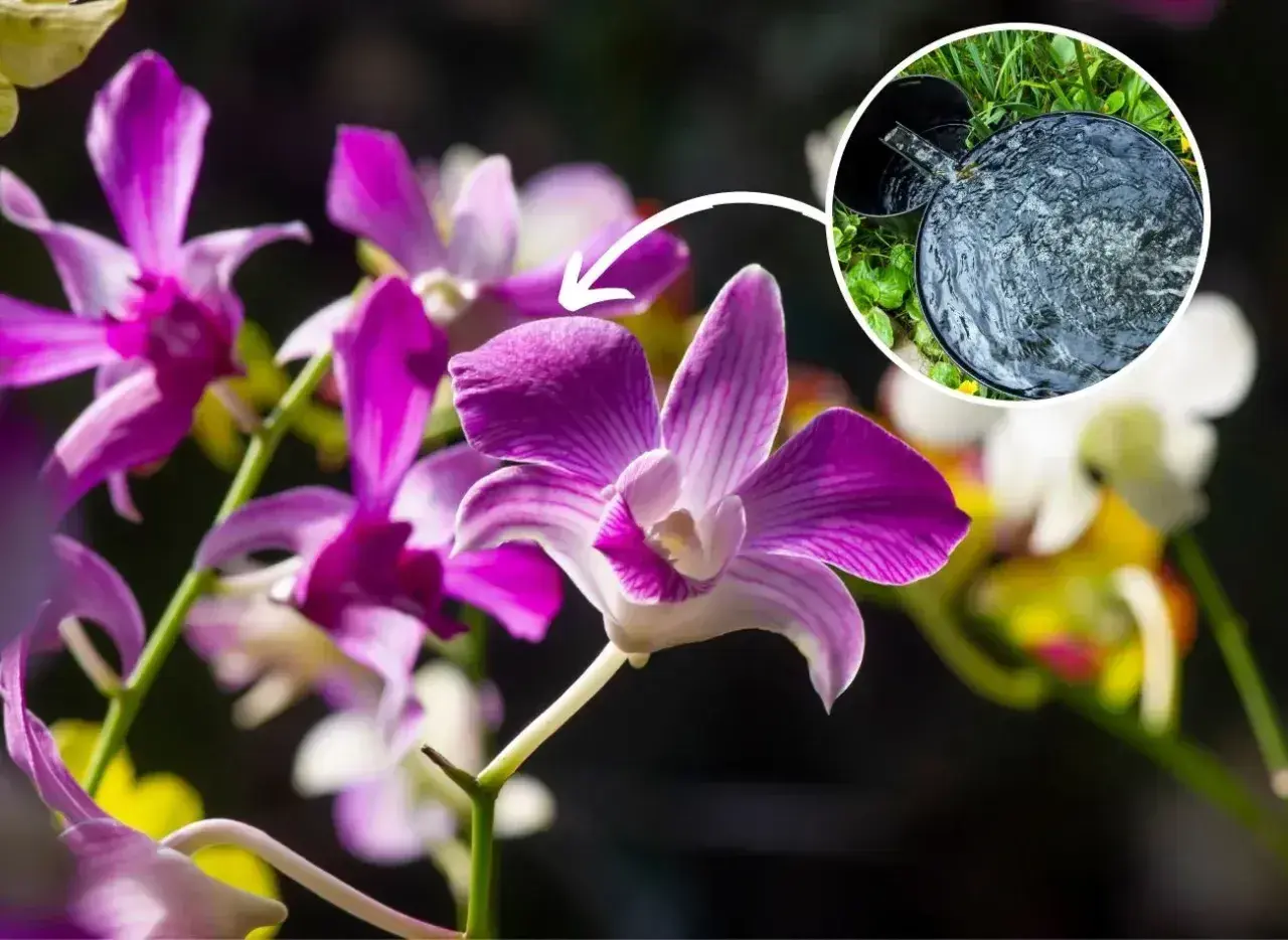 Piękne storczyki Dendrobium Nobile. Klucz do udanej uprawy w domu to odpowiednie nawadnianie.