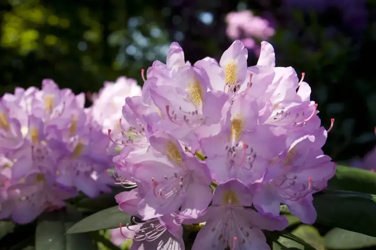 Piękne, fioletowe kwiaty rododendronu. Kiedy sadzić rododendron? Najlepiej wiosną lub jesienią, by zapewnić mu dobre ukorzenienie.