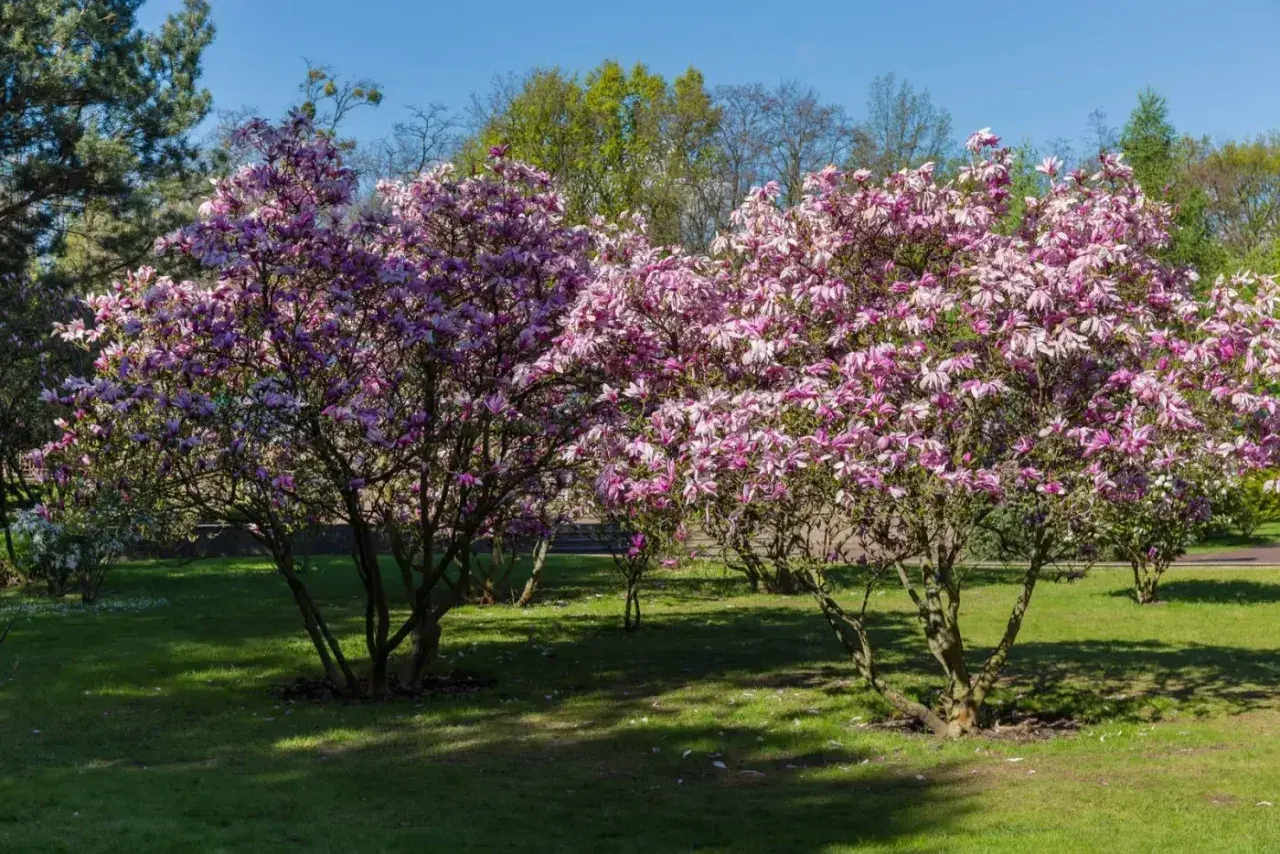 Dwie kwitnące magnolie w pełnym rozkwicie, z różowymi kwiatami. Wiosna pokazuje, jak szybko rośnie magnolia.