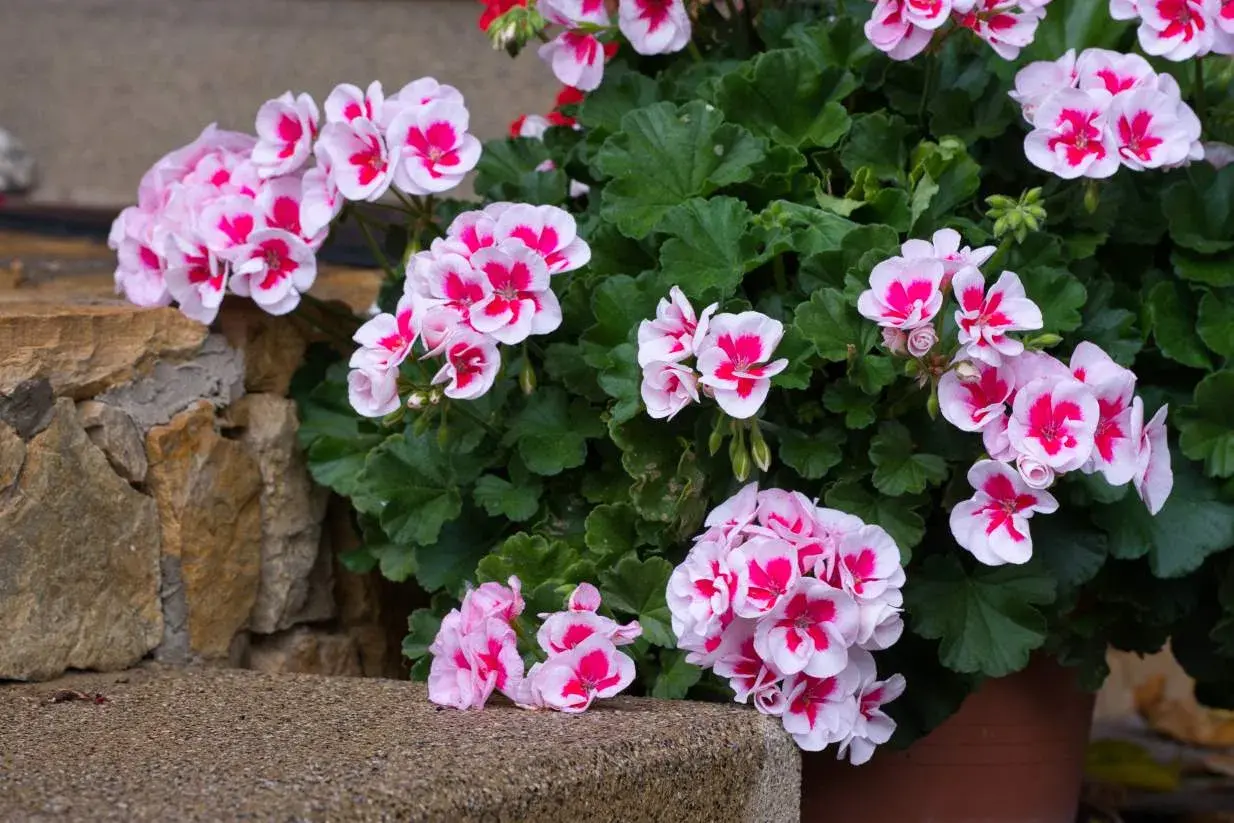 Pelargonie w donicy, kwitnące na różowo i biało, rosną w żyznej ziemi do pelargonii.