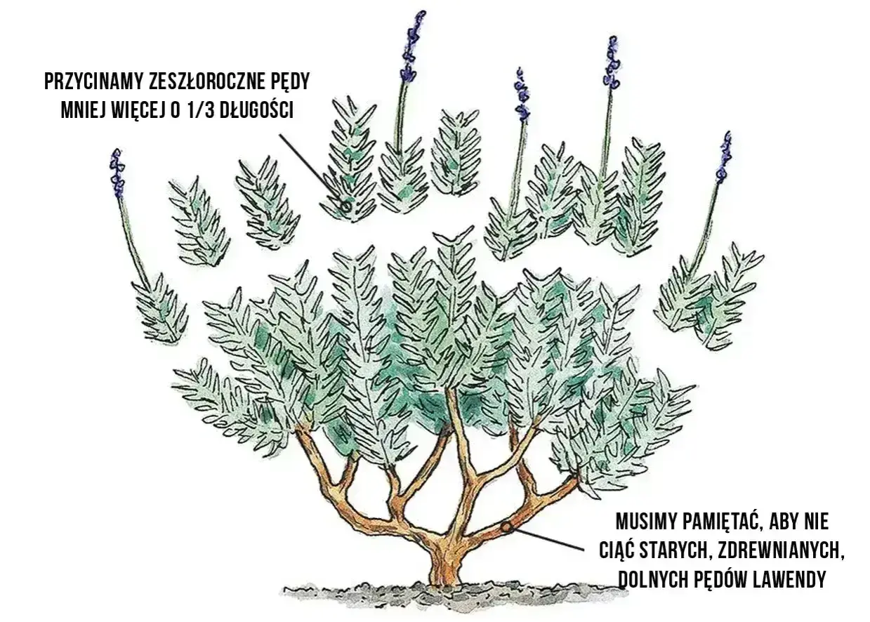 Ilustracja pokazuje, kiedy przycinamy lawendę. Zeszłoroczne pędy skracamy o 1/3, unikając cięcia zdrewniałych, dolnych pędów.