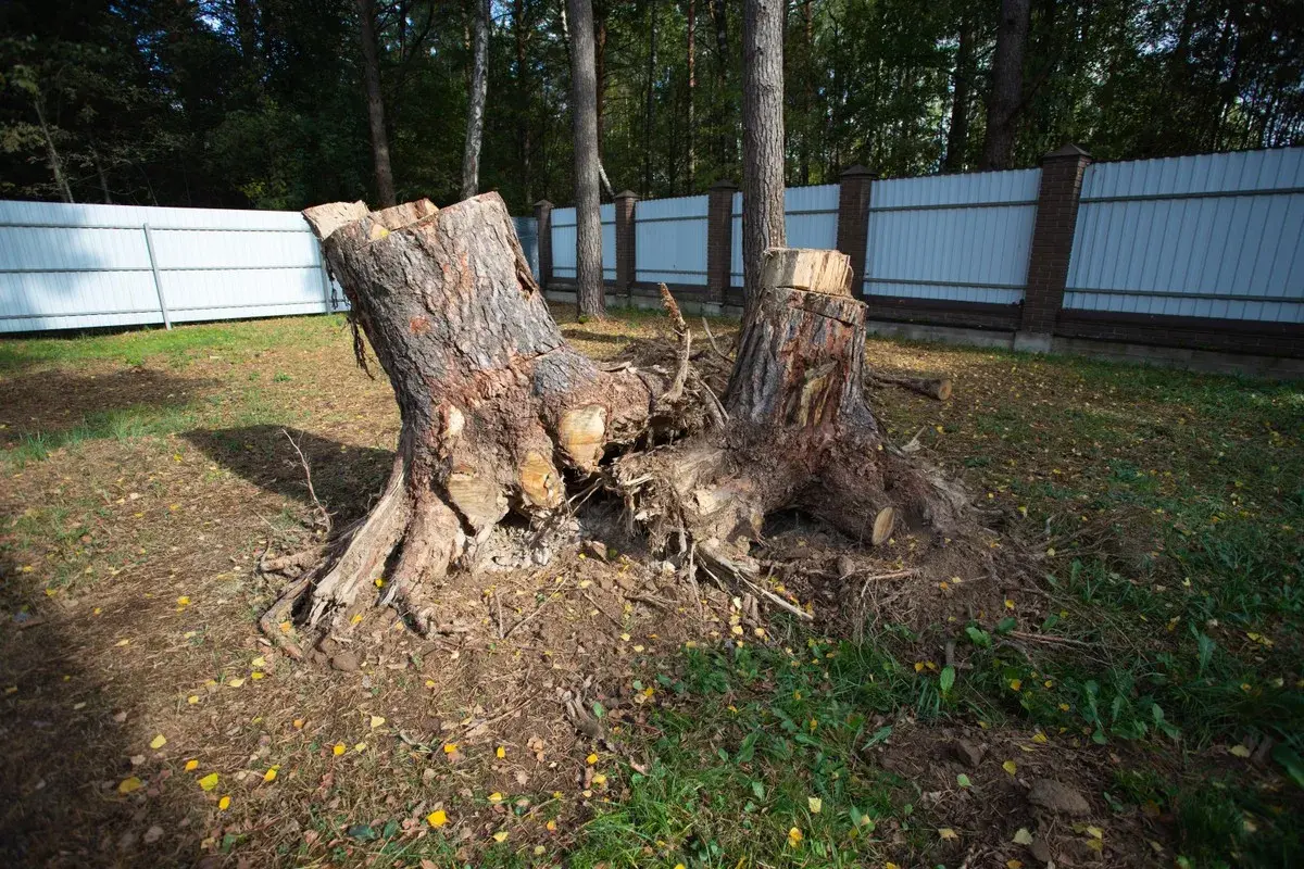 Kara za wycięcie drzewa: ile zapłacisz? Sprawdź przepisy