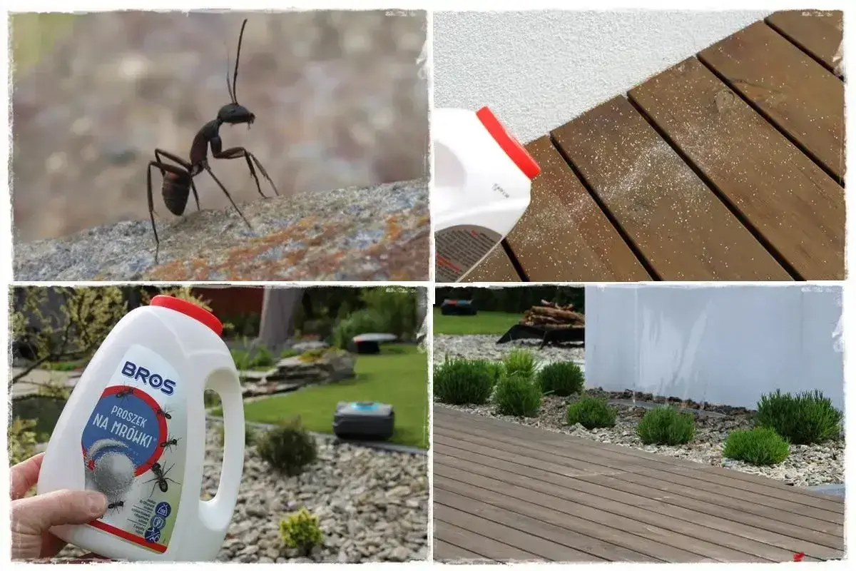 Chcesz wiedzieć, co na mrowki w ogrodzie? Zobacz, jak proszek BROS działa na nie.