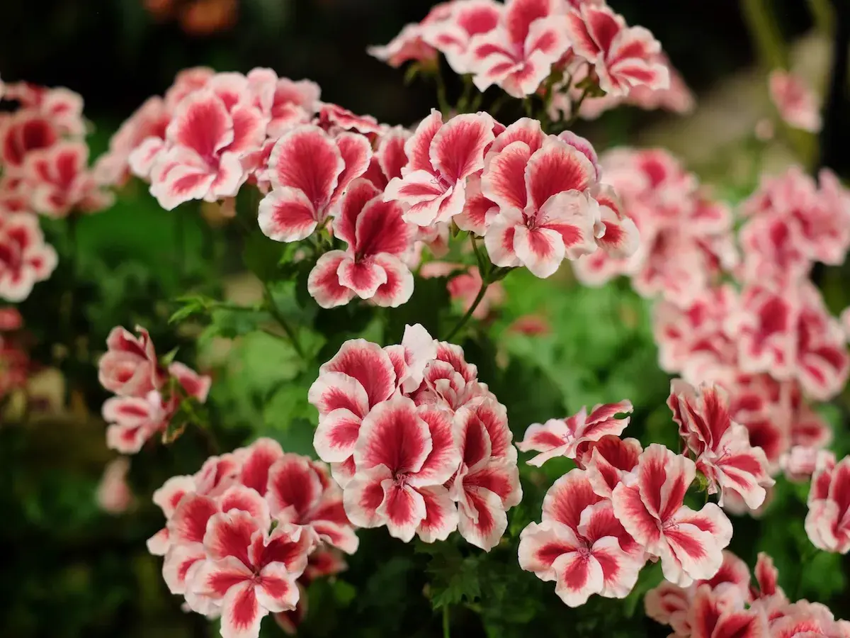 Kwitnące pelargonie angielskie o dwukolorowych płatkach w odcieniach różu i bieli tworzą bujne kępy.