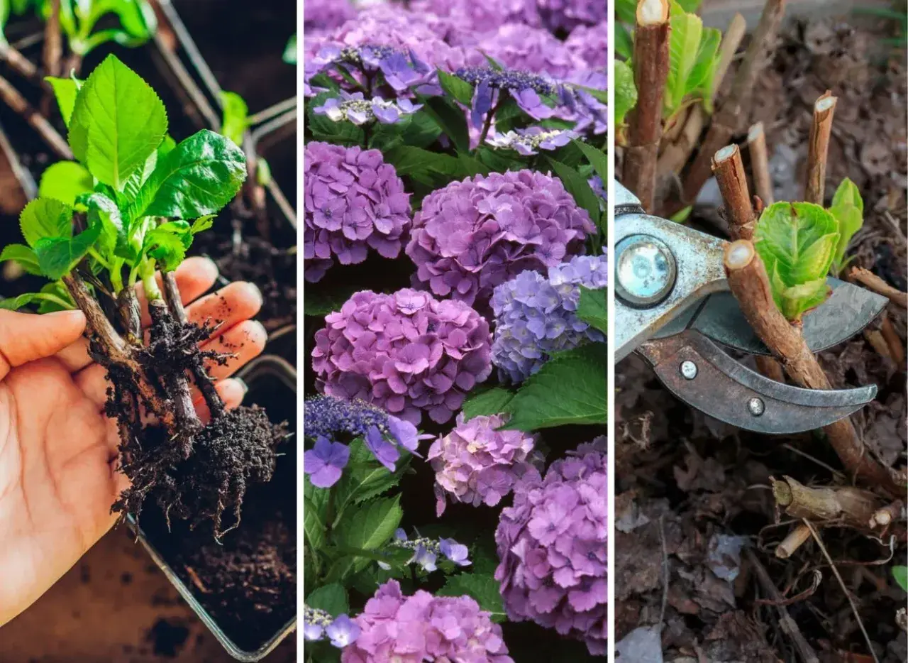 Trzy panele: sadzonka hortensji z korzeniami, fioletowe kwiaty hortensji, sekator przycinający pędy hortensji.