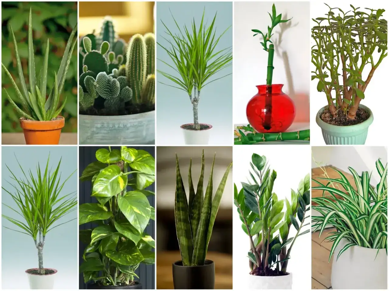 Kolekcja niewymagających kwiatów doniczkowych: aloes, kaktusy, dracena, bambus szczęścia, grubosz, epipremnum, sansewieria, zamiokulkas i zielistka.