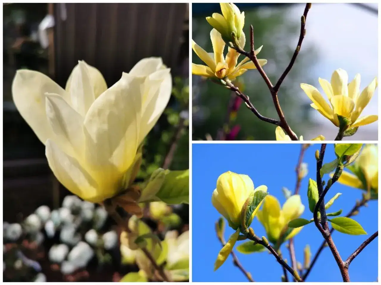 Delikatne płatki magnolii żółtej rozchylają się, ukazując piękno wiosny.