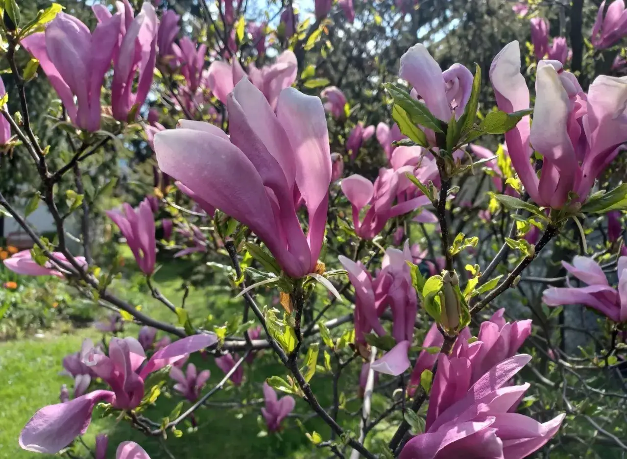 Kwitnąca magnolia, jej fioletowe kwiaty zachwycają. Wiosna pokazuje, jak szybko rośnie magnolia, tworząc barwny ogród.