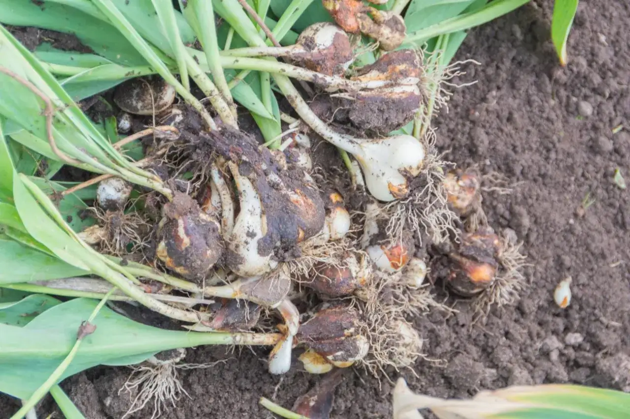 Kiedy wykopać tulipany? Cebulki tulipanów z korzeniami i liśćmi leżą na ziemi.