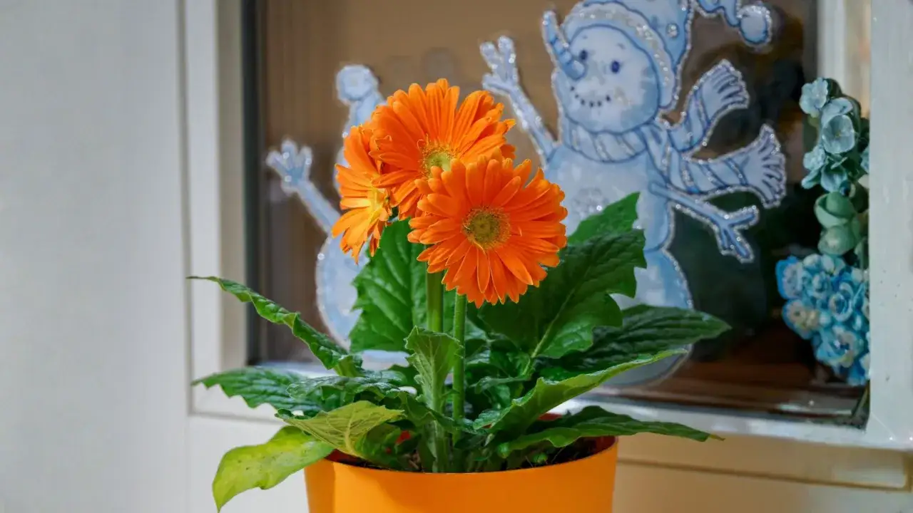 Pomarańczowa gerbera doniczkowa rozświetla zimowy parapet, na którym wesoło pozdrawiają bałwanki.