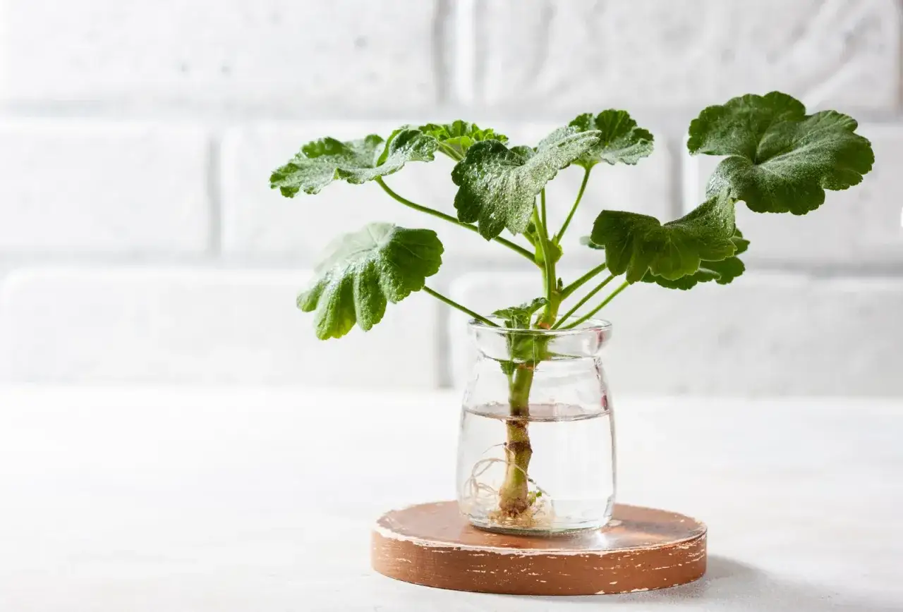Sadzonka pelargonii z widocznymi korzeniami w szklanym słoiczku. Prosty sposób, jak zrobić sadzonki pelargonii.