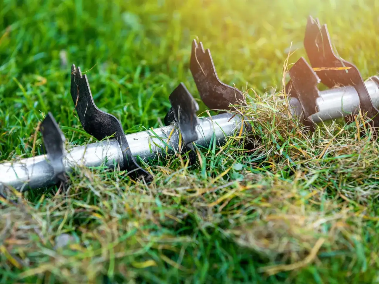 Metalowe ostrza wertykulatora pracują w trawie, rozpoczynając rekultywację trawnika.