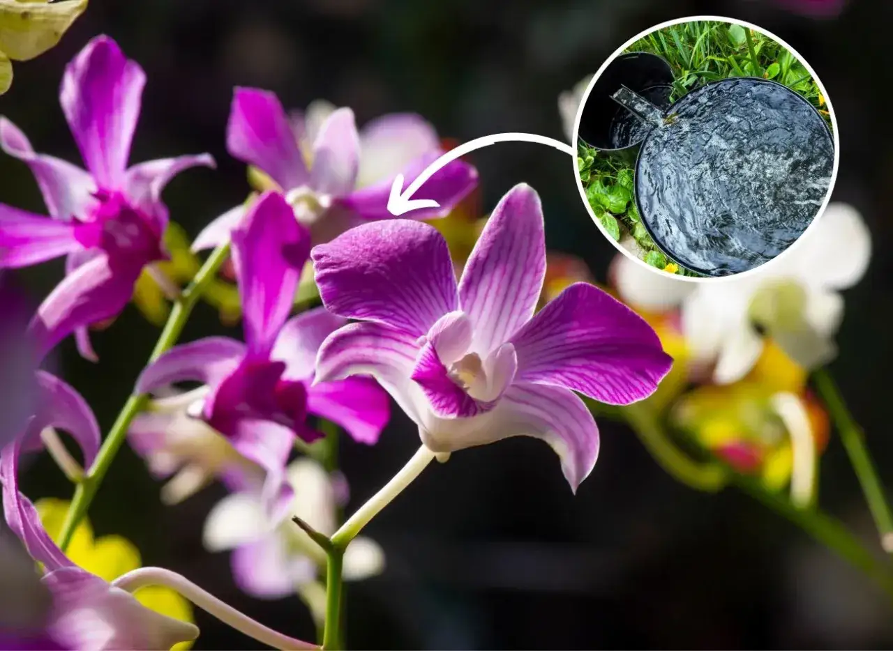 Piękne kwiaty Dendrobium Nobile. Wskazówka: podlewanie w domu jest kluczowe dla ich uprawy.