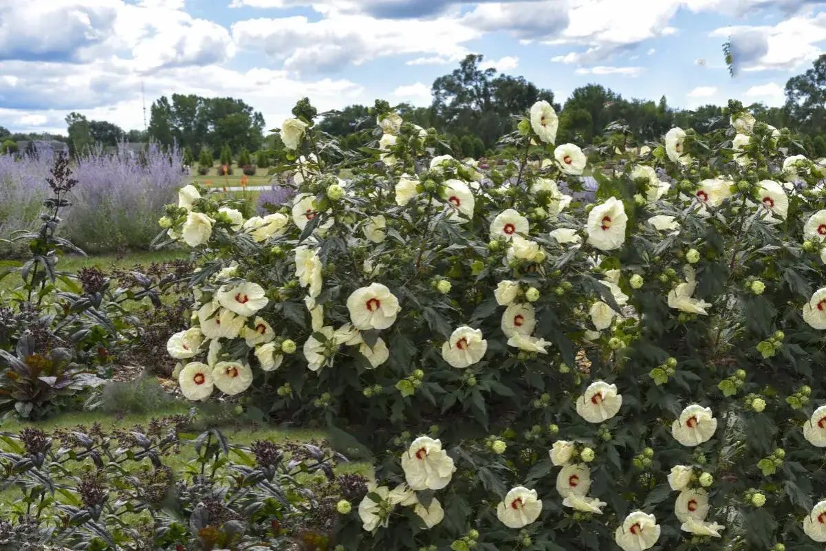 Kwitnący hibiskus bagienny uprawa w ogrodzie. Duże, kremowe kwiaty z czerwonym środkiem na tle zielonych liści i błękitnego nieba.
